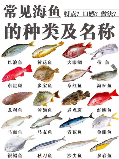 魚的品種|50種常見魚類圖鑑：認識生態與烹調技巧